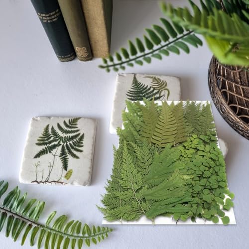 55 Pcs Dried Pressed Flowers & Green Leaves for Crafting