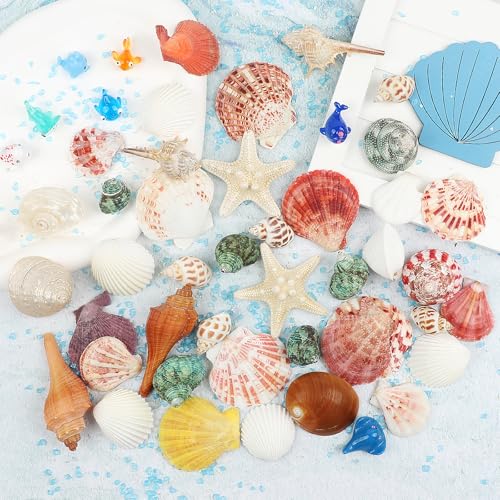 Natural Seashells & Starfish Set - 15 Ocean Shells for Crafts & Decor