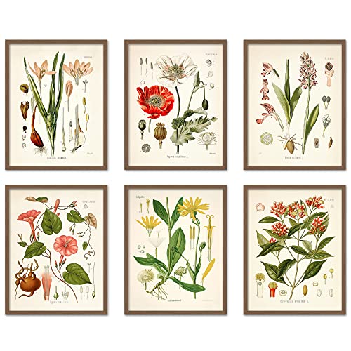 Vintage Botanical Flower Wall Art Set of 6 - 8x10 Inch Prints