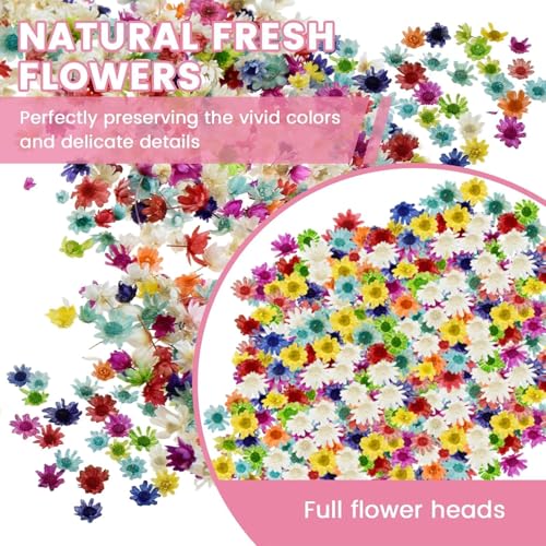 800 PCS Mini Dried Pressed Flowers for Crafting | Natural Real Flowers with Tweezers