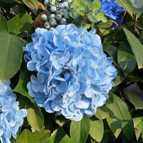20-Inch Light Blue Artificial Hydrangea Flowers - 3 Pcs Real Touch