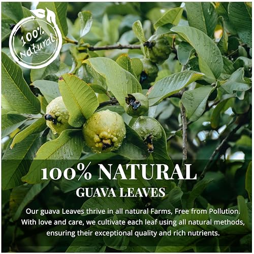 Dried Guava Leaves Tea - 100+ Natural, Caffeine-Free Herbal Infusion