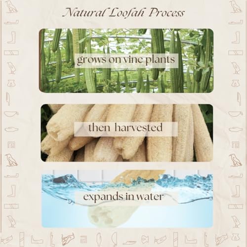 100% Natural Egyptian Loofah Sponge - Exfoliating Body Scrubber (1 Count)