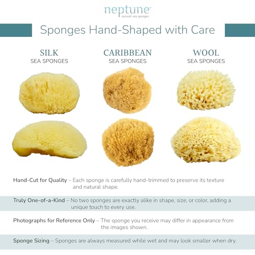 Neptune Natural Caribbean Sea Sponge - Medium Exfoliating Bath Sponge (5-6 in)