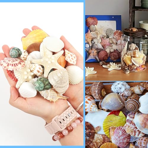 Natural Seashells & Starfish Set - 15 Ocean Shells for Crafts & Decor