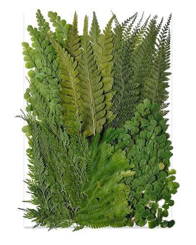 55 Pcs Dried Pressed Flowers & Green Leaves for Crafting