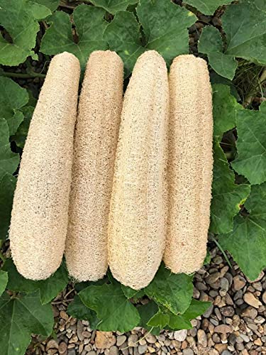 Natural Loofah Sponge 4 Pack - Exfoliating Body Scrubber