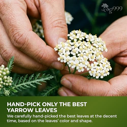 TOG999 Yarrow Leaf Herbal Tea Bags - 60 Count, Caffeine-Free & Vegan