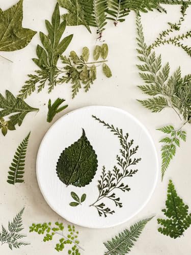 55 Pcs Dried Pressed Flowers & Green Leaves for Crafting