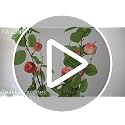 3-Piece Faux Lemon Branch Set - 27.5 Inch Realistic Decor