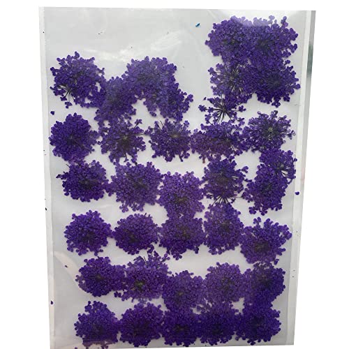 100 Natural Pressed Dried Flower Petals - Ammi Majus for DIY Crafts