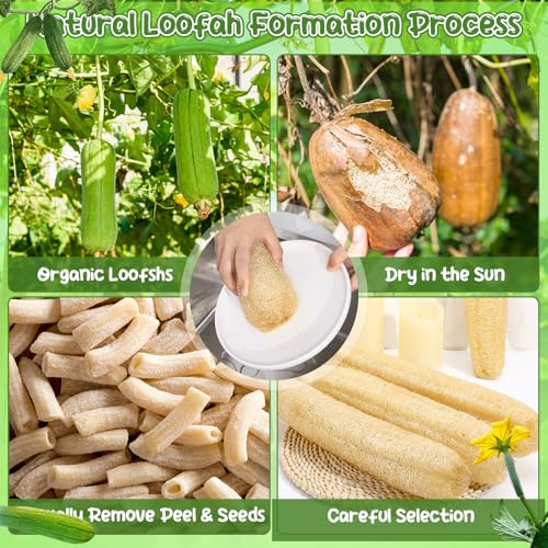 6 Pack Natural Loofah Sponges (13.8-15.7 Inch) for Kitchen & Bath