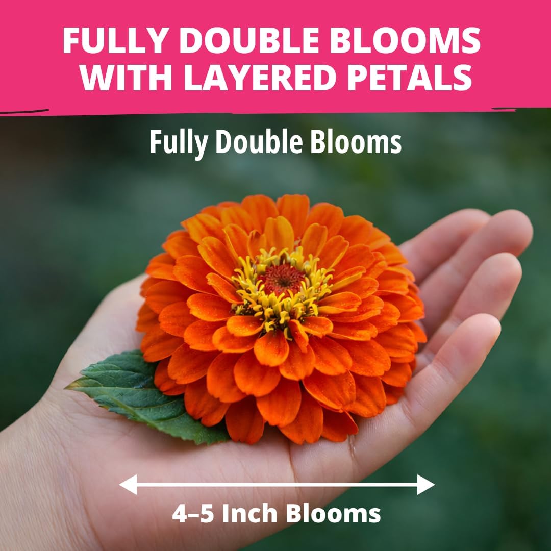 Zinnia Dahlia Seeds Pack - Non-GMO 524 Flower Seeds for Vibrant Pollinator Gardens | Easy-to-Grow Outdoor Blooms