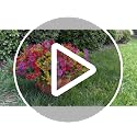 Florisso 12 Bundles Artificial Outdoor Daisy Flowers with Eucalyptus