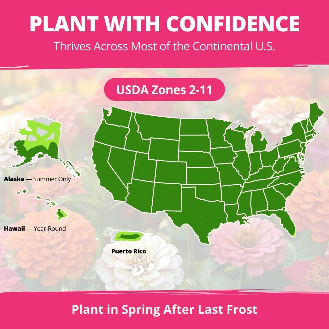 Zinnia Dahlia Seeds Pack - Non-GMO 524 Flower Seeds for Vibrant Pollinator Gardens | Easy-to-Grow Outdoor Blooms