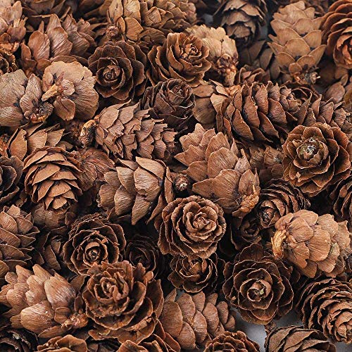 300 Mini Pine Cones for DIY Crafts & Home Decor - Natural Wood