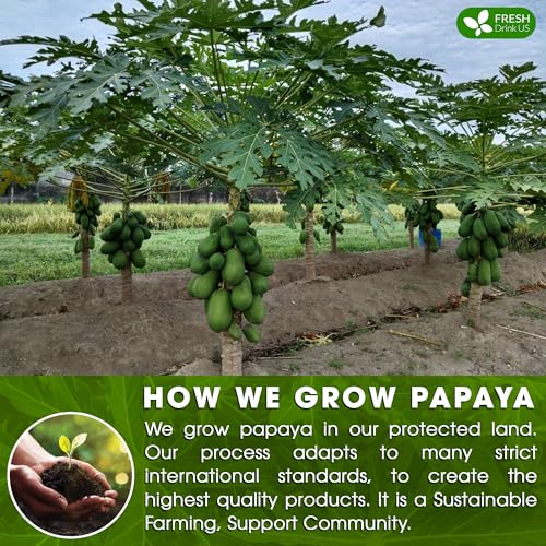 Premium Papaya Leaf Tea Bags - 100% Natural Herbal Tea, Vegan