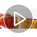 Rainbow Foil Fringe Garland - 6 Feet Metallic Tinsel Banner for Parties