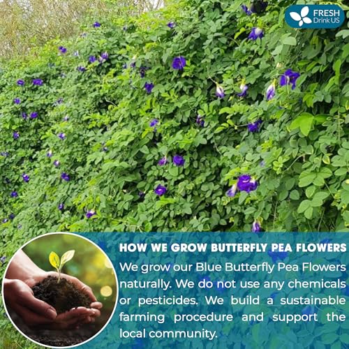Premium Dried Butterfly Pea Flowers for Herbal Tea Brewing - 1010+ Whole Flowers, Caffeine Free & Vegan