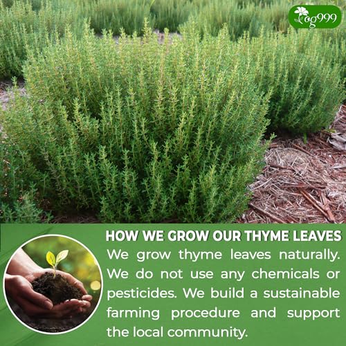 TOG999 Natural Thyme Leaf Tea Bags - Caffeine-Free, Vegan