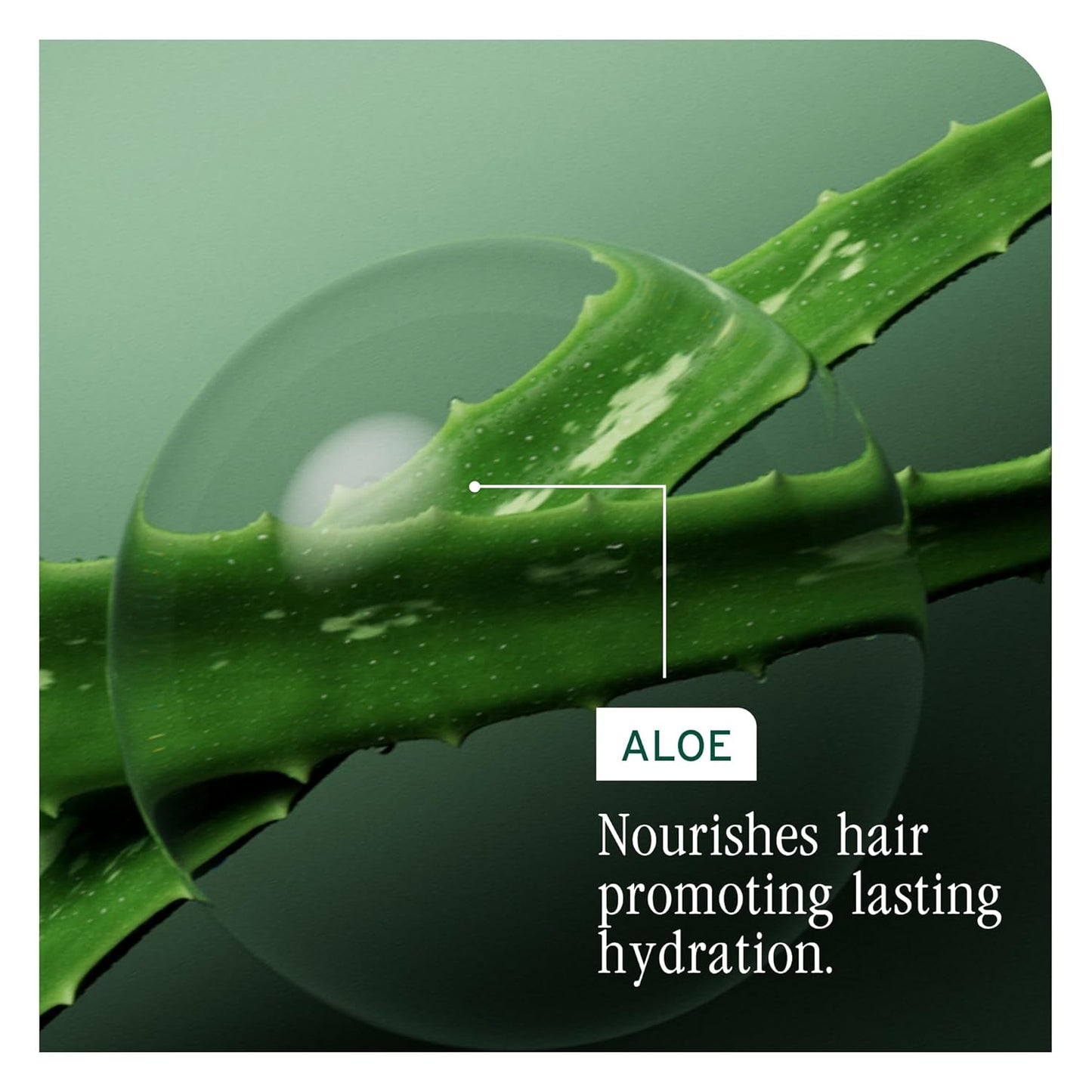 Hydra Source Shampoo & Conditioning Balm Set | Deep Hydration for Dry Hair, Infused with Aloe & Hyaluronic Acid
