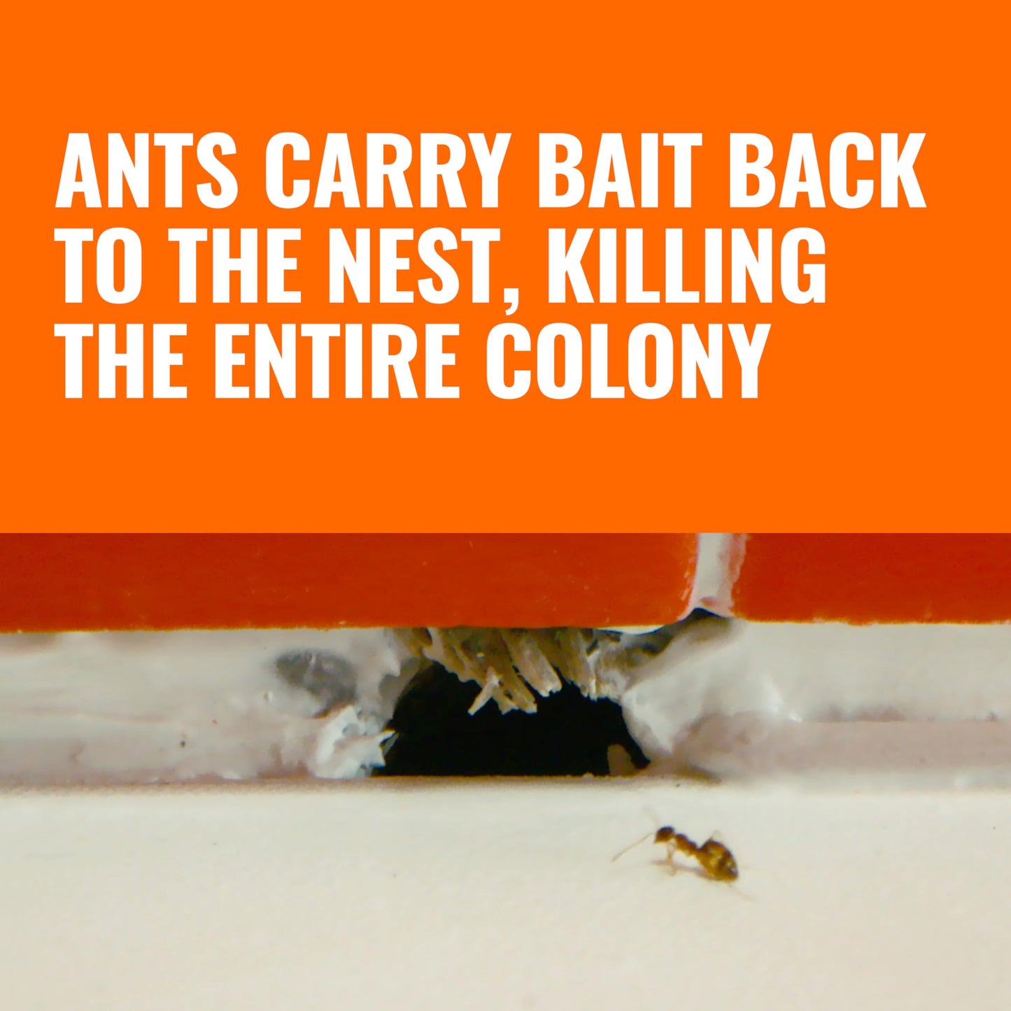 TERRO T300B Liquid Ant Killer Bait Stations 12-Pack - Indoor Ant Traps with Borax Formula, Kills the Queen & the Entire Colony