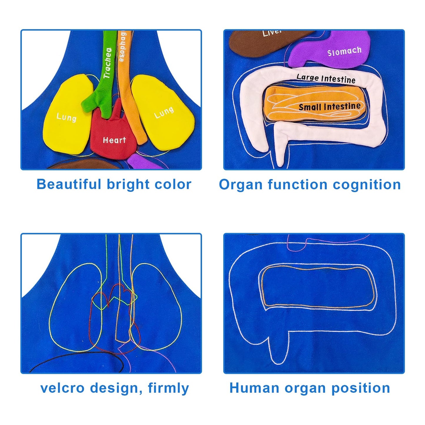 BOHEMIABY 3D Organs Apron, Anatomy for Kids Apron Body Parts Organs Educational Toys, Soft Disassembled Internal Organs Plush Model for Home Preschool Teaching Aid Boy Gir