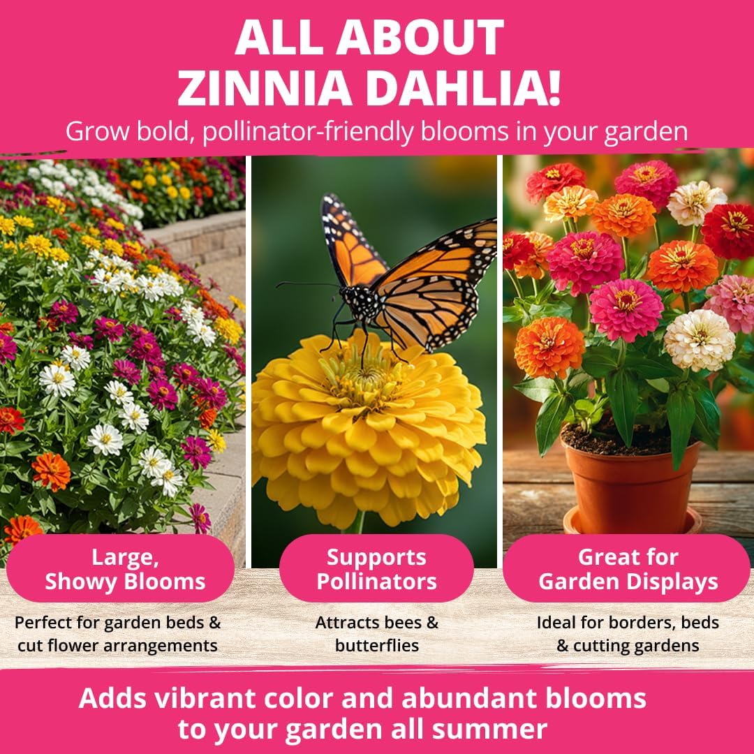 Zinnia Dahlia Seeds Pack - Non-GMO 524 Flower Seeds for Vibrant Pollinator Gardens | Easy-to-Grow Outdoor Blooms