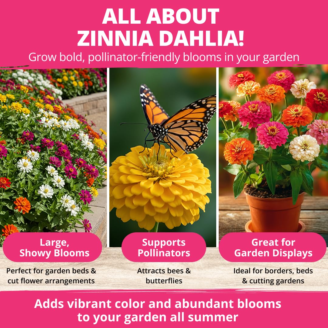 HOME GROWN Zinnia Dahlia Seeds Pack for 2026 Non GMO 524 Flower Seeds | Vibrant Zinnia Elegans for Pollinator Gardens, Borders & Containers | Easy-to-Grow Outdoor Blooms
