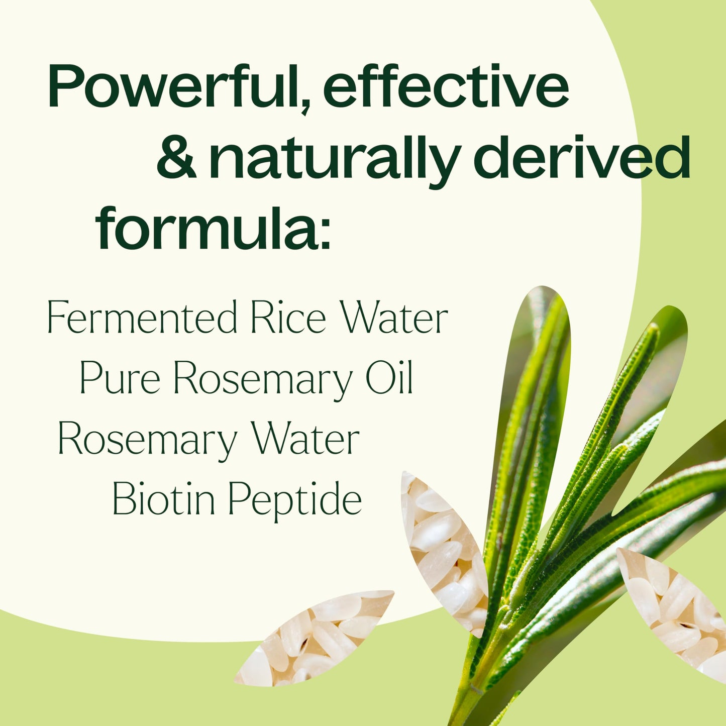 Plant Therapy Rosemary & Rice Water Spray 4 oz Daily Hair Growth Spray, Maximizes Natural Hair Growth, Boosts Strength & Elasticity, Adds Volume & Shine