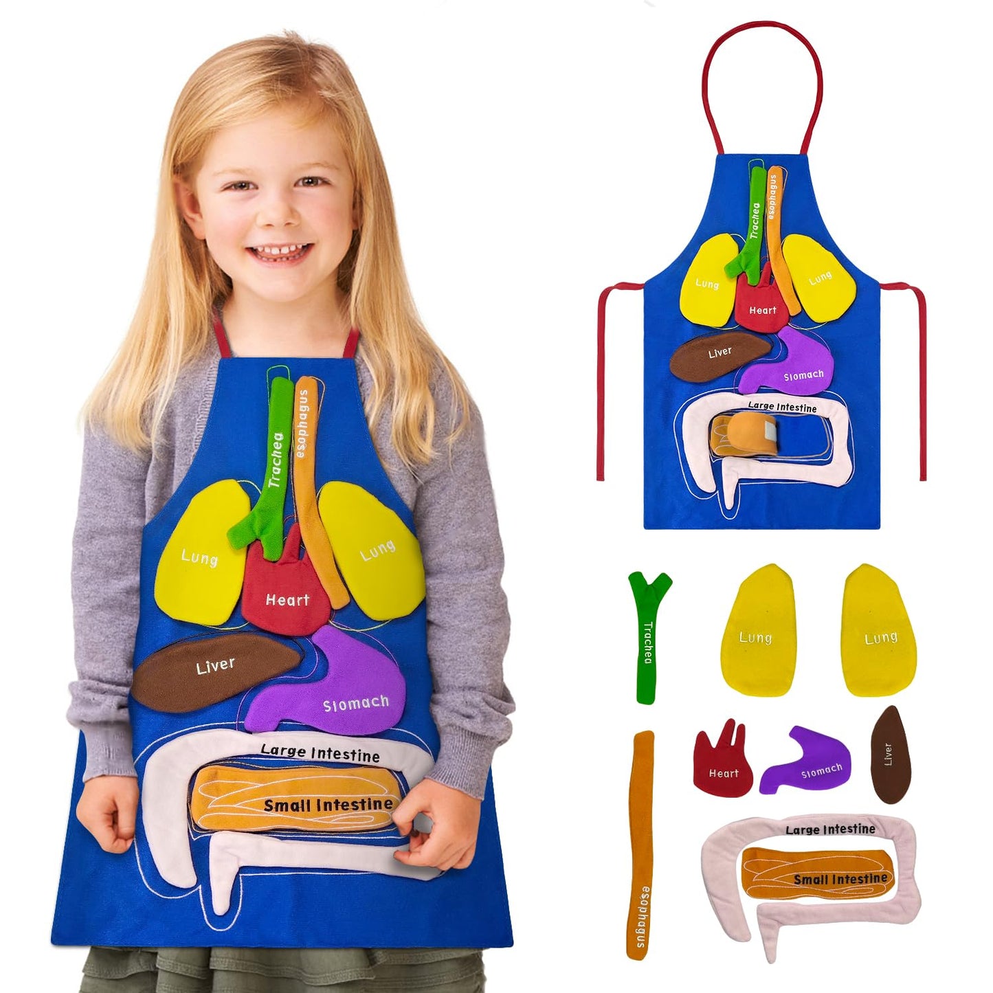 BOHEMIABY 3D Organs Apron, Anatomy for Kids Apron Body Parts Organs Educational Toys, Soft Disassembled Internal Organs Plush Model for Home Preschool Teaching Aid Boy Gir