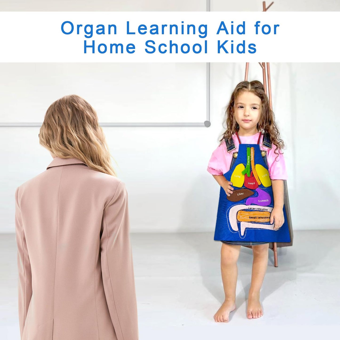 BOHEMIABY 3D Organs Apron, Anatomy for Kids Apron Body Parts Organs Educational Toys, Soft Disassembled Internal Organs Plush Model for Home Preschool Teaching Aid Boy Gir