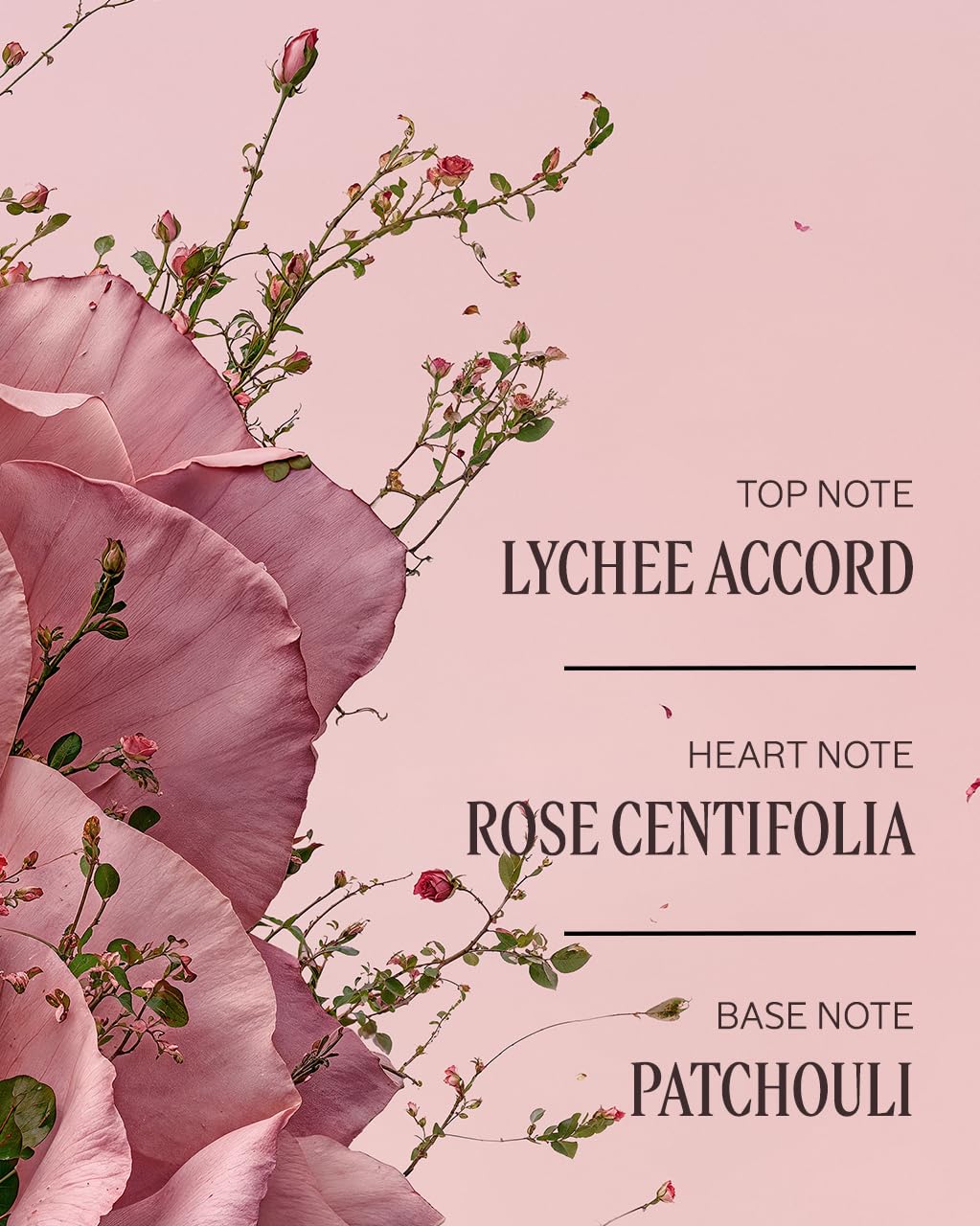 L'Occitane Rose Hand Cream 5.20 oz