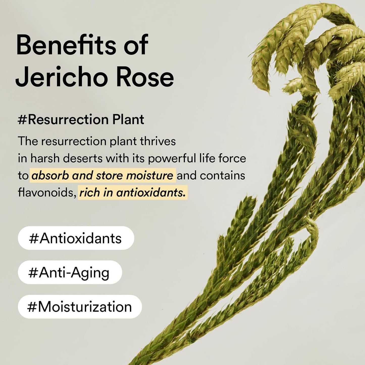 Abib Non-Animal Collagen Eye Cream - Jericho Rose for Dark Circles & Puffiness | Anti-Aging Formula