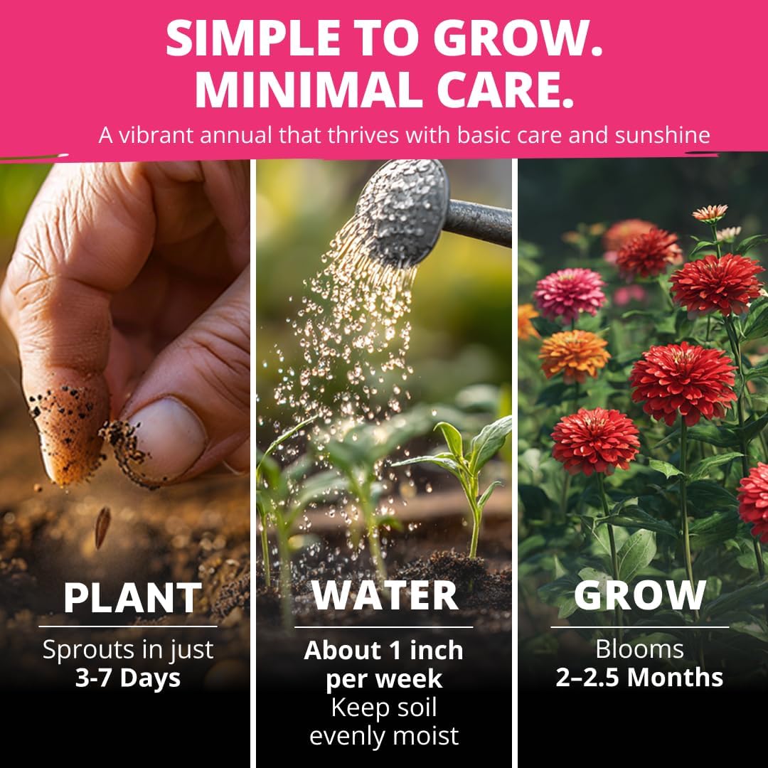 Zinnia Dahlia Seeds Pack - Non-GMO 524 Flower Seeds for Vibrant Pollinator Gardens | Easy-to-Grow Outdoor Blooms