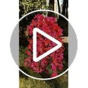 Pink Faux Bougainvillea Artificial Flowers - 2 PCS UV Resistant Silk Vines for Outdoor Decoration