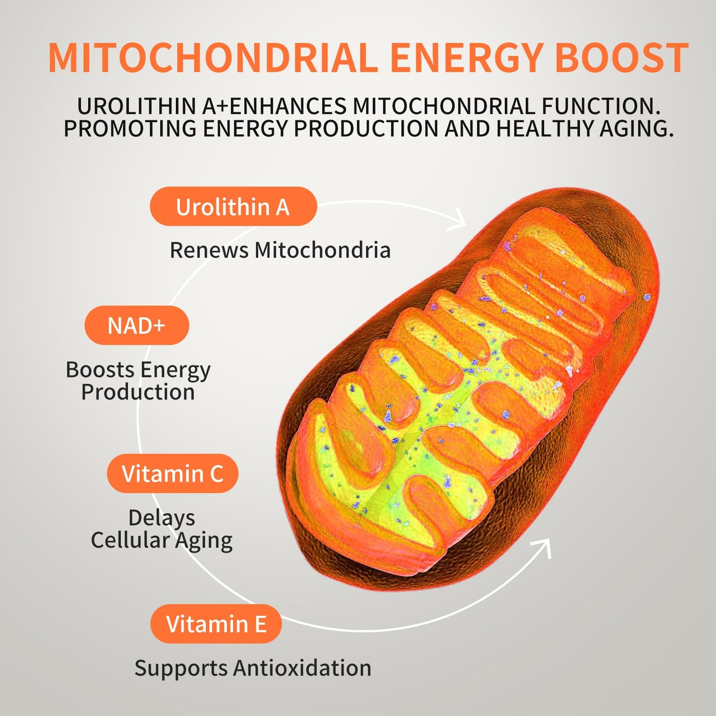Hywebvctok Urolithin A Supplement Gummies,500mg Urolithin A+ Supplement,Mitochondrial Support Supplement for Cellular Support,Muscle Strength & Longevity,Renewal, Sugar Free,60 CT