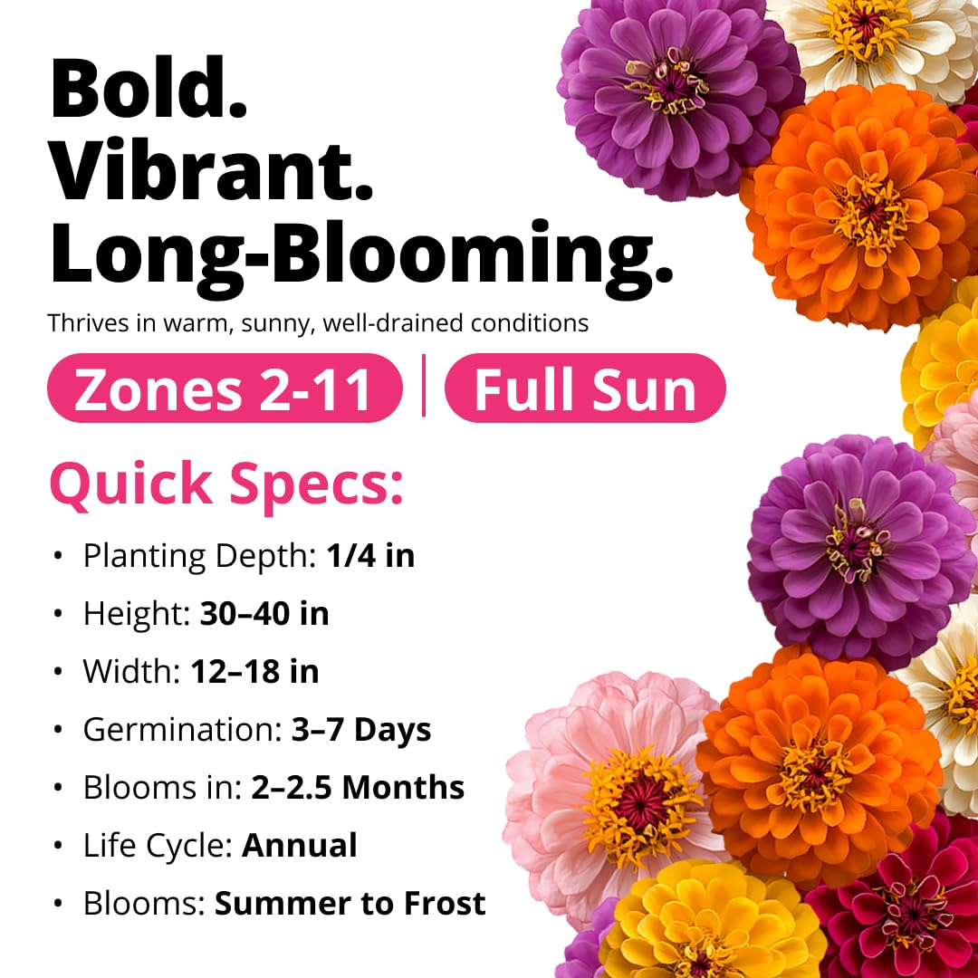 HOME GROWN Zinnia Dahlia Seeds Pack for 2026 Non GMO 524 Flower Seeds | Vibrant Zinnia Elegans for Pollinator Gardens, Borders & Containers | Easy-to-Grow Outdoor Blooms