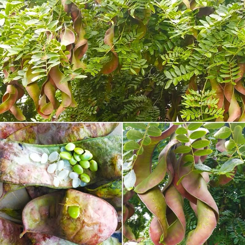Sugar-Free Gleditsia Sinensis & Snow Lotus Seeds - Healthy Beverage Mix