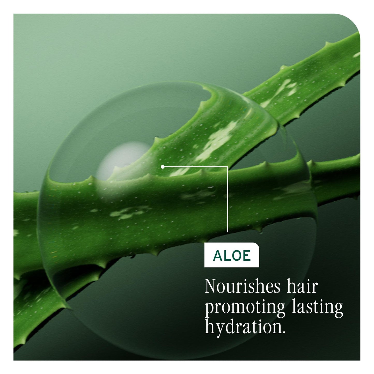 Biolage Hydra Source Daily Leave-In Tonic - Moisturizes & Detangles, Blowout Primer, Heat Protectant & Detangler, For Dry Hair, 13.5 Fl Oz