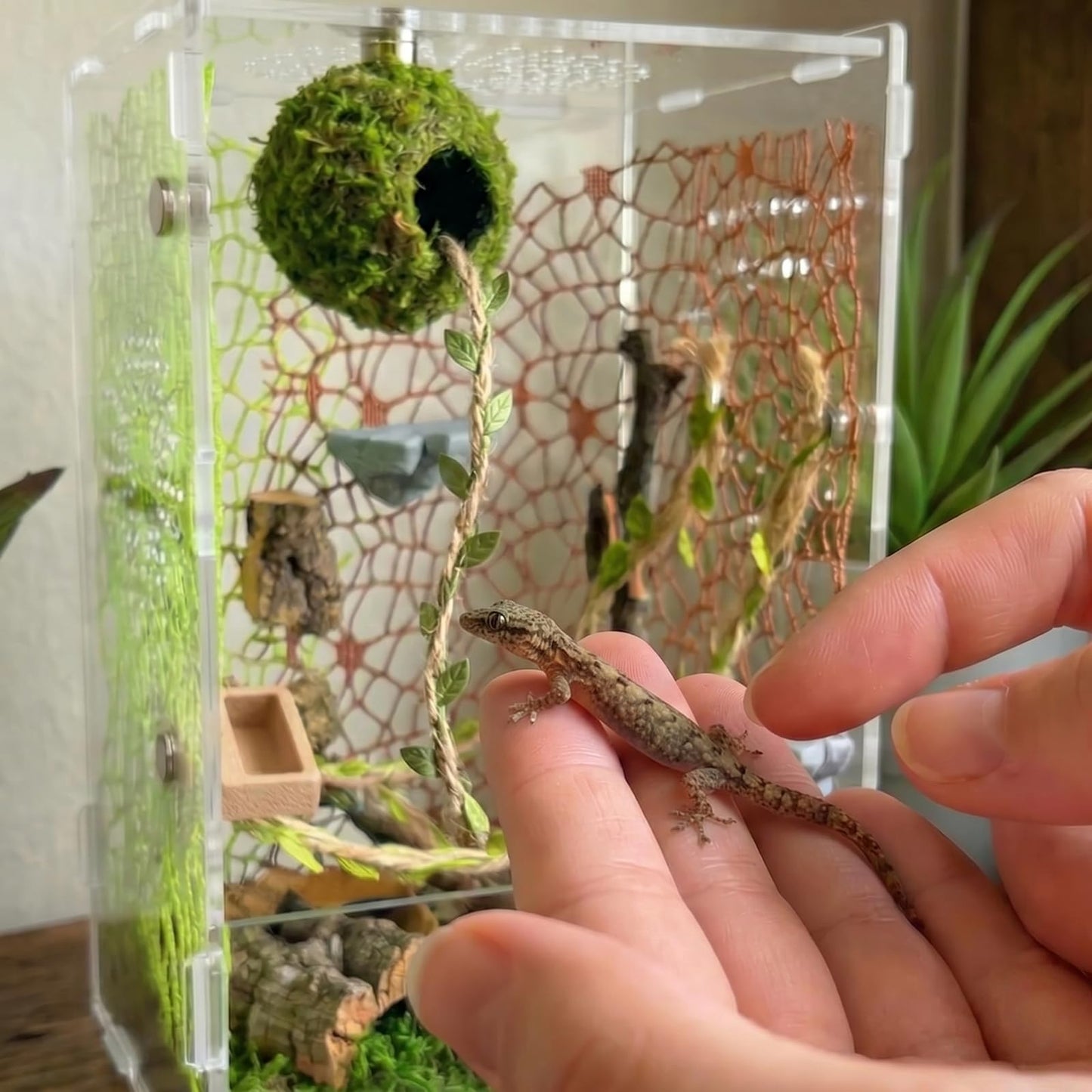 Jumping Spider Enclosure Accessories Kit - Magnetic Moss Ball Hideout, 2 Rock Ledges, Feeding Bowl, Climbing Mesh Nets & Rope Ladder - Natural Forest Habitat Decor for Regal (Moss Cave with Rope)