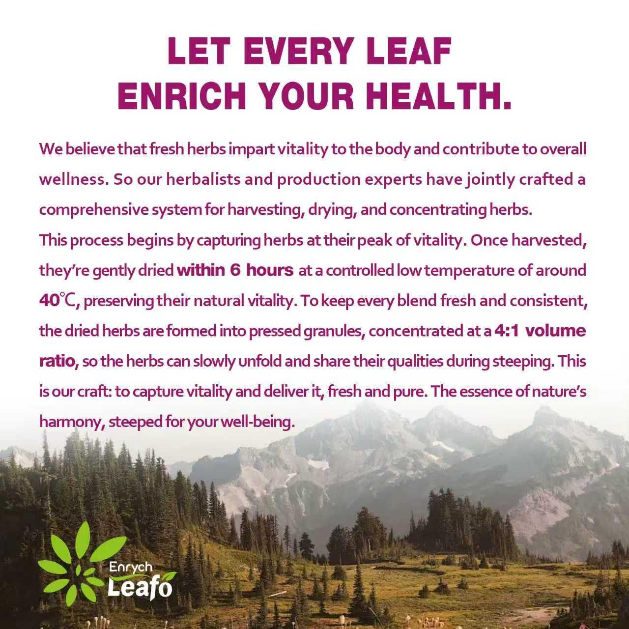 EnrychLeafo Echinacea Herb Tea with Elderberry & Goldenseal - Helps Combat Free Radicals & Provides Immune & Respiratory Support - Caffeine Free - 50 Tea Bags
