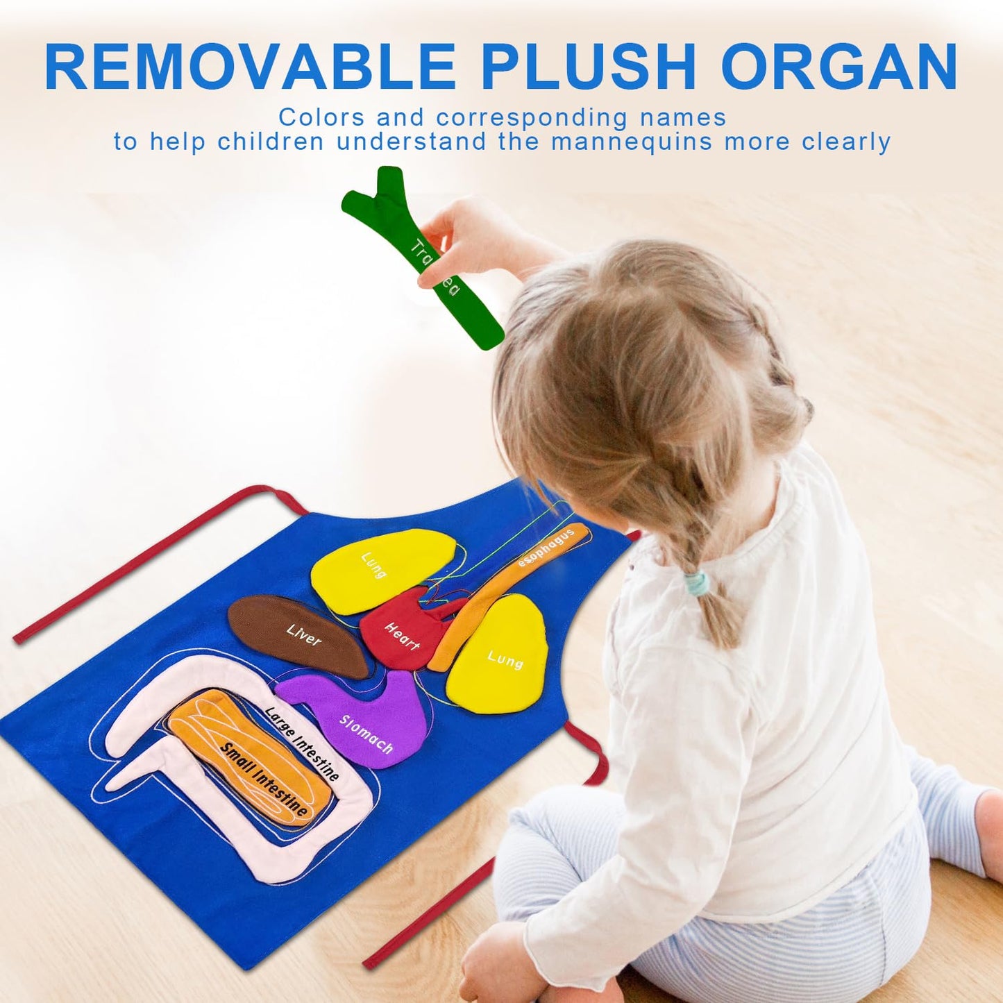 BOHEMIABY 3D Organs Apron, Anatomy for Kids Apron Body Parts Organs Educational Toys, Soft Disassembled Internal Organs Plush Model for Home Preschool Teaching Aid Boy Gir