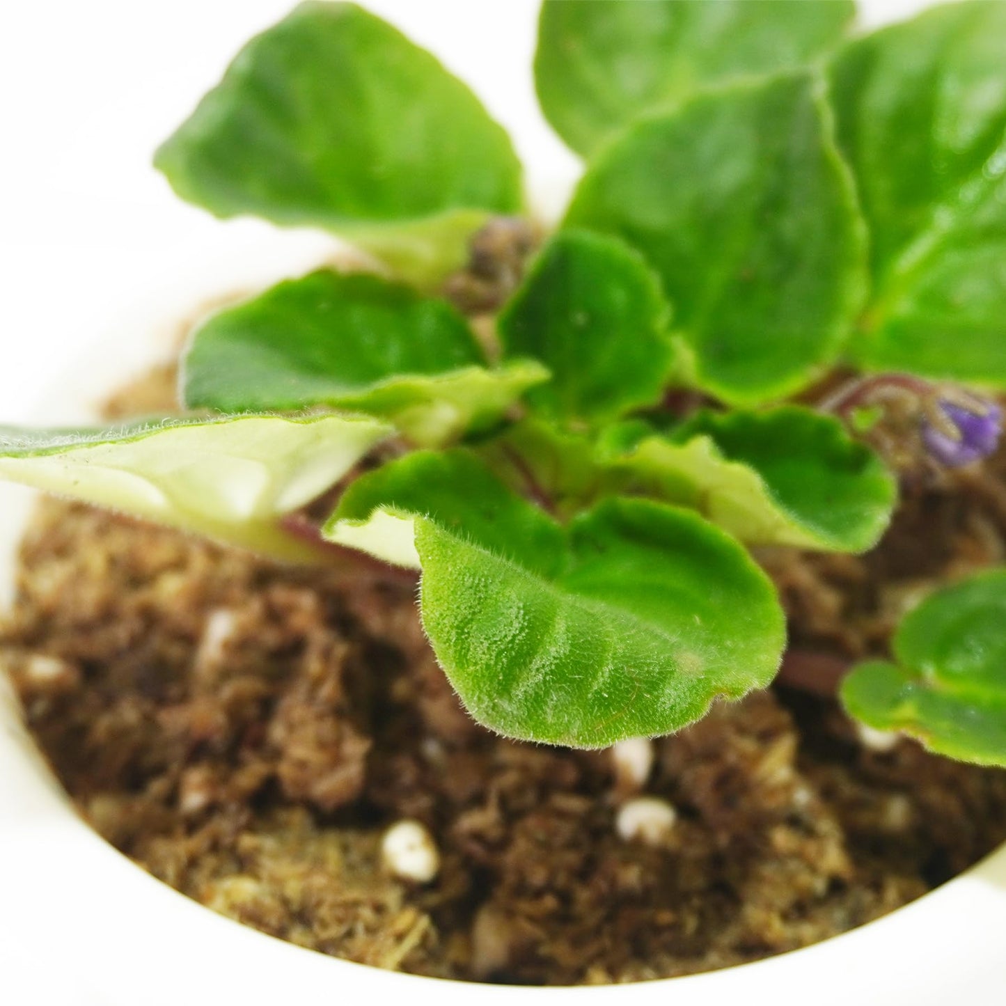 Kapecute 2QT African Violet Potting Soil, Professionally Formulated Weakly Acidic, High Humidity, Fast Draining Potting Soil