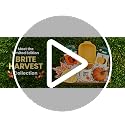 Scotch-Brite Brite Harvest Collection 8-Piece Kitchen Sponge Set