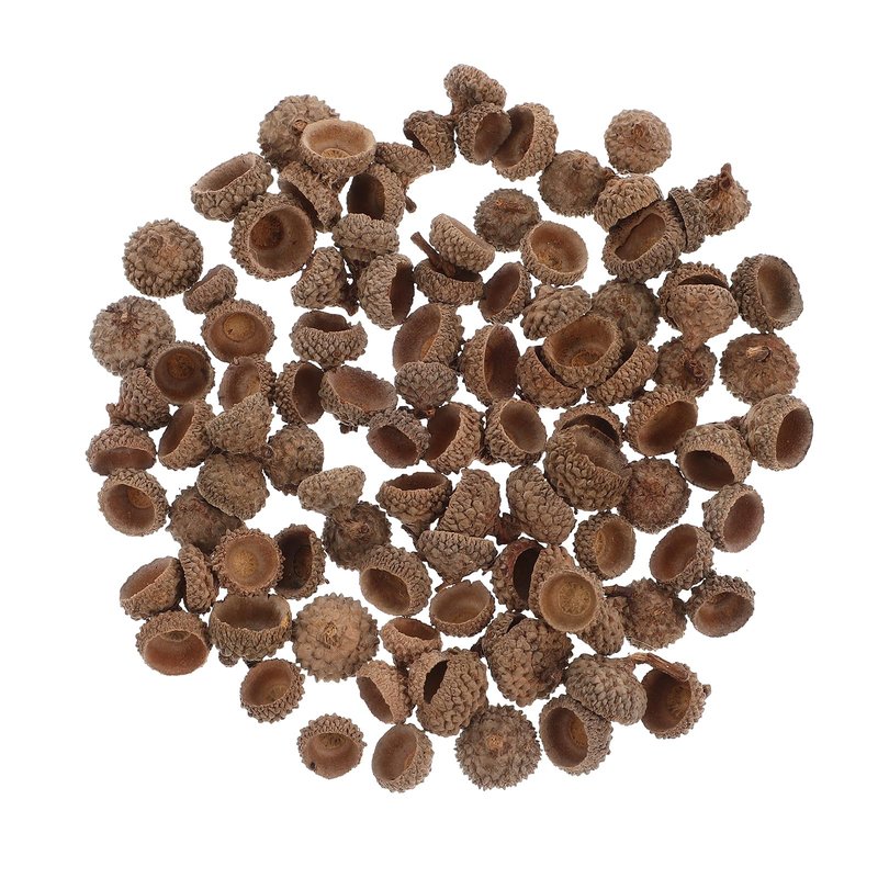 Ciieeo Crafts Vases Natural Acorns Bulk Real Rustic Acorns Caps for Craft Christmas Thanksgiving Pine Cone Ornament Winter Xmas Tree Wreath Vase Filler Decoration 100PCS Ornament Bulk