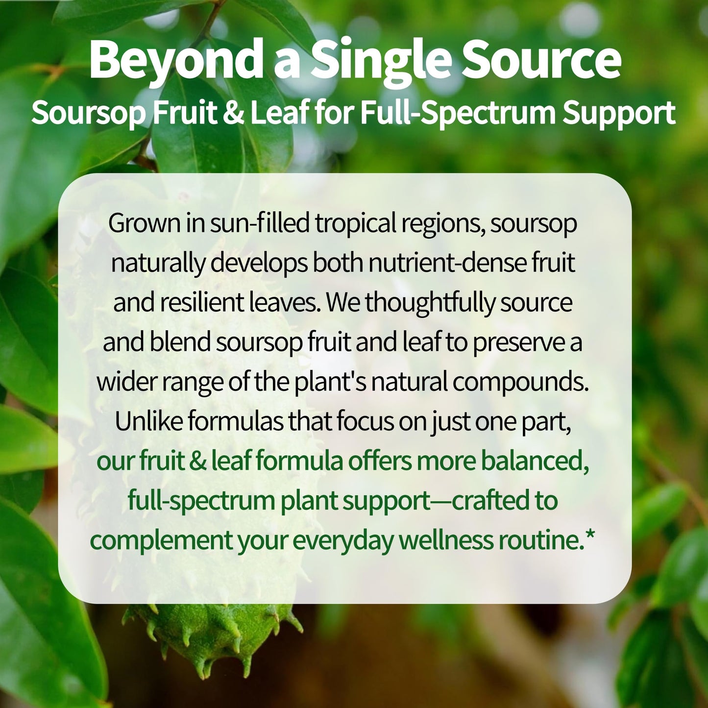 JuvaNutra (4 Fl Oz) Soursop Bitters Liquid Drops 12 in 1 with Sea Moss, Moringa, Turmeric, Echinacea & Ashwagandha Extract - Herbal Tonic for Digestive Wellness & Immune Support