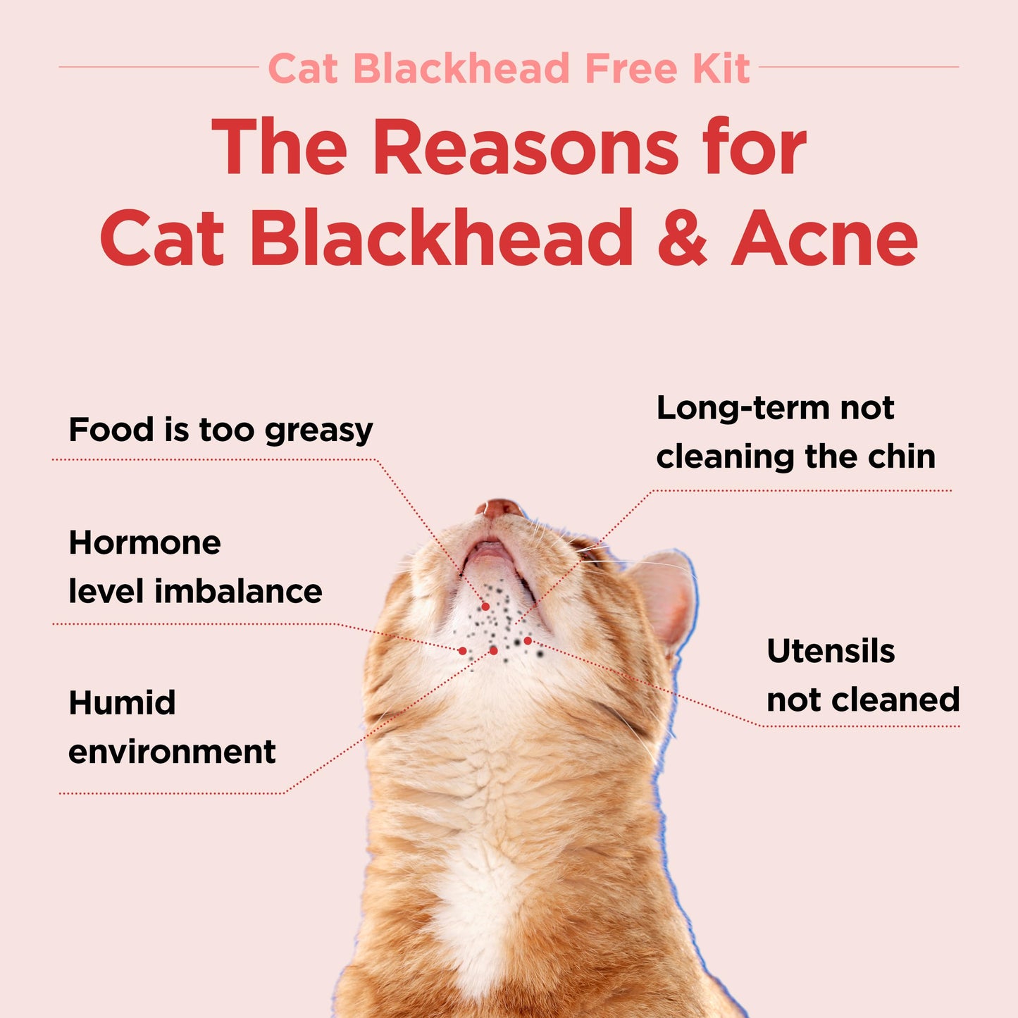 JAYU PET Cat Blackhead Free Kit – Black Seed Cleaner & Exfoliating Brush, Cat Chin Acne Treatment, Blackhead Remover, Hypoallergenic Safe Formula, Cat Grooming Kit for Clear & Healthy Skin