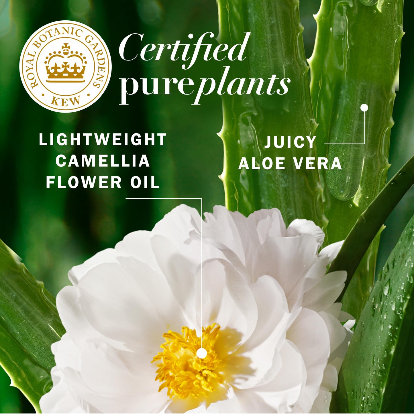 Herbal Essences Lightweight Hair Oil, Certified Pure Plants, with Aloe and Camellia Flower Oil, 3.2 fl oz