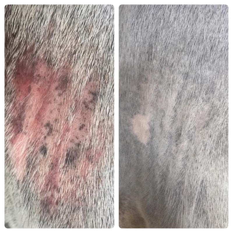 Elemental Equine Skin Salvation Spray 16oz for Horses - Helps with Mane and Tail Rubbing and Scurf, Hives, Daily Maintenance to Support a Healthy Hair Coat After Treatment of Skin Conditions.